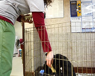 Katie Rickman | The Vindicator.Sara Bell, a vet tech at Animal Charities in Youngstown gives treats to black lab puppies on Tuesday, Dec. 23, 2014. The facility is in need of donations of many items including wet dog food, blankets, treats, paper towels and much more.