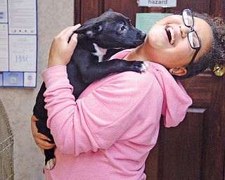 Nina Wilson, 11, of Canfield laughs as 12-week-old lab-mix “Larry” licks her face at Animal Charity in Youngstown. Nina is a volunteer at the facility, which is seeking donations of items such as blankets, treats and
paper towels.