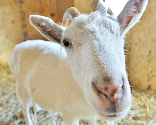 Jeff Lange | The Vindicator  Odessa the one-eyed goat was rescued from a farm in Medina and now spends her days at Happy Trails Farm Animal Sanctuary in Ravenna.
