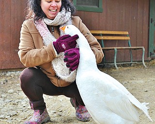 Jeff Lange | The Vindicator  Hope Evans of Ravenna crouches down to pet a rescued goose from Rootstown named Patrick during work at Happy Trails Farm Animal Sanctuary in Ravenna, Tuesday morning.