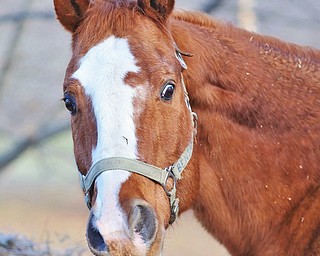 Jeff Lange | The Vindicator  18 year old quarterhorse rescue from Guernsey County, Benny looks back at the camera from his pile of hay, Tuesday morning at Happy Trails Farm Animal Sanctuary in Ravenna.