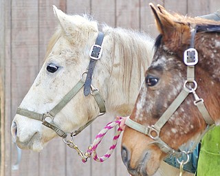 Jeff Lange | The Vindicator  Violet, a grade horse that was rescued from Columbiana County (back) is led into the barn with another horse, Tuesday morning at Happy Trails Farm Animal Sanctuary in Ravenna.