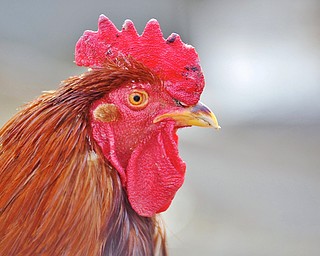 Jeff Lange | The Vindicator  A lone rooster wanders the confines of the pen, Tuesday morning at Happy Trails Farm Animal Sanctuary in Ravenna.