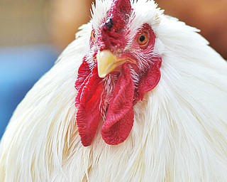 Jeff Lange | The Vindicator  A lone rooster wanders the confines of the pen, Tuesday morning at Happy Trails Farm Animal Sanctuary in Ravenna.
