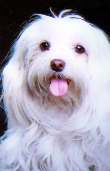 William D. Lewis the vindictor Joni Vernars with her  former pet and therapy Dog Sasha.