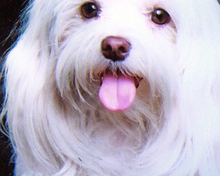 William D. Lewis the vindictor Joni Vernars with her  former pet and therapy Dog Sasha.