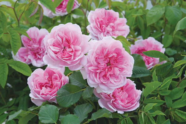 A row of newly wetted bleeding heart flowers.