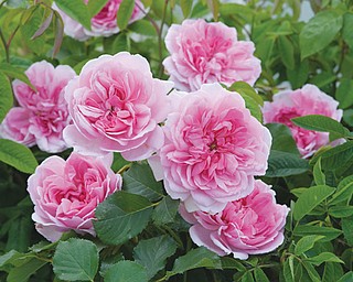 A row of newly wetted bleeding heart flowers.