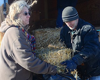 Shirley and Chuck Persinger of Yougstown Dogs Surviving the Streets unload straw that will help keep animals warm in Girard on Jan. 10. "It's sad that it needs done," Shirley Persinger said. "But I'm glad we're able to help the dogs stuck outside."