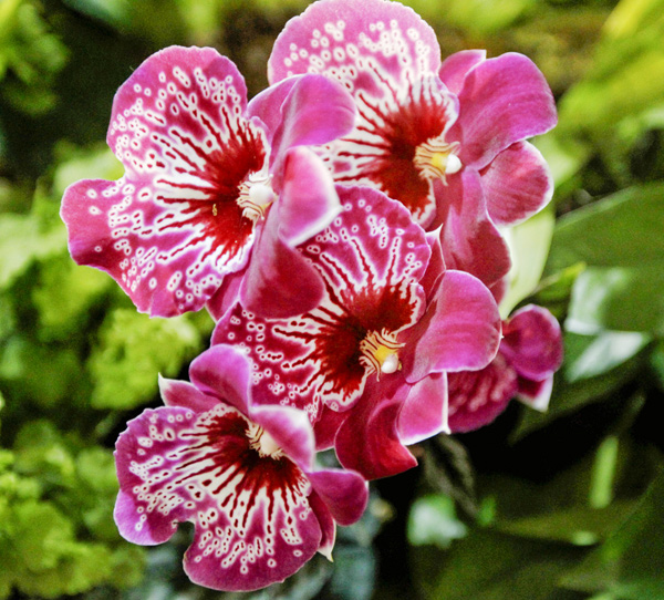 Orchids on exhibit in the 2012 Philadelphia International Flower Show "Hawaii: Islands of Aloha," in Philadelphia. 