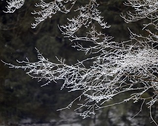       ROBERT K. YOSAY  | THE VINDICATOR..branches bathed in spray from waterfalls take on a frosty  appearance..With temperatures hovering around zero Mill Creek Metroparks has started its annual ice show by nature as ice forms on creeks to lakes to waterfalls