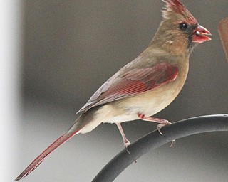 William D. Lewis the Vindicator A Cardinal at Ford Nature Center in Mill Creek Park.