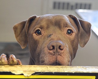 Katie Rickman | The Vindicator.Brooklyn, a pittbull and labrador mix peaks over a door at The Humane Society of Columbiana County on Wednesday, Jan. 28, 2015. The Humane Society is climbing out of financial distress and will hold a fundraiser this coming weekend.