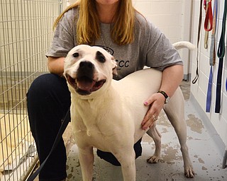 Katie Rickman | The Vindicator.Reba Guthrie of Salem kneels down next to Max at The Humane Society of Columbiana County on Wednesday, Jan. 28, 2015. The Humane Society is climbing out of financial distress and will hold a fundraiser this coming weekend.