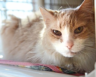 Katie Rickman | The Vindicator.Darlene Jenkins of Salem holds an 8-year-old cat named Pattie at The Humane Society of Columbiana County on Wednesday, Jan. 28, 2015. The Humane Society is climbing out of financial distress and will hold a fundraiser this coming weekend.