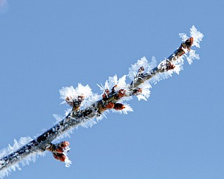 Photo by Robert K. Yosay