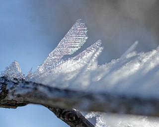 Photo by Robert K. Yosay