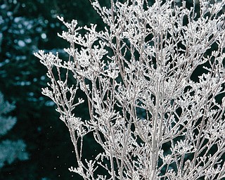 Photo by Robert K. Yosay