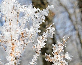 Photo by Robert K. Yosay