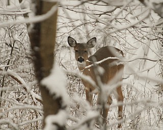        ROBERT K. YOSAY  | THE VINDICATOR..Yep.. even the deer in Mill Creek Metroparks were suprised ..