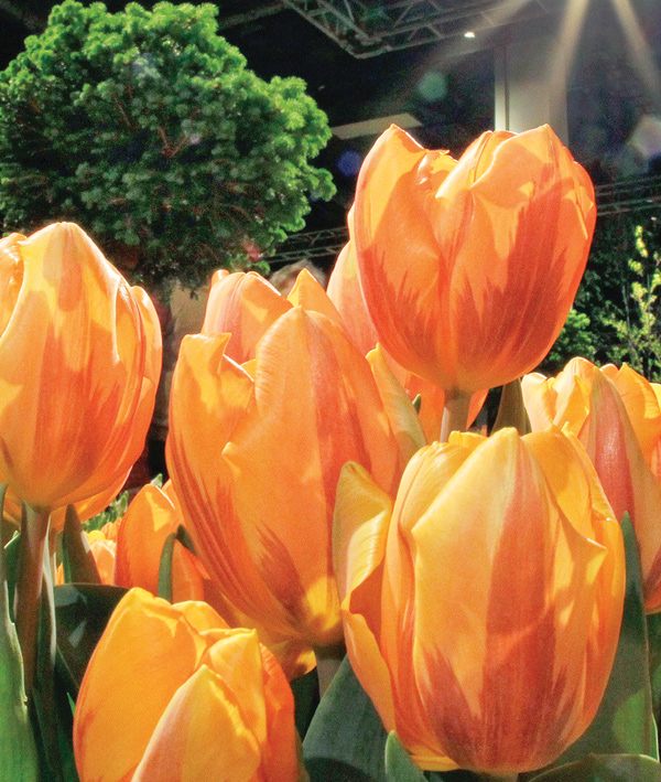 A display of tulips is shown at the Boston Flower and Garden Show in Boston.