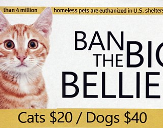        ROBERT K. YOSAY  | THE VINDICATOR.Angels for Animals has a program to help spay your pet..Through Ban the Big Bellies, in its fourth year, the shelter offers low-cost spay and neuter for the pets whose owners meet low-income requirements.The cat area managede by KeithNovotak