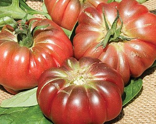 Purple calabash tomatoes.