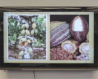 Katie Rickman | The Vindicator.A slide show shows cocoa plants in the raw form in another country. The slide show was a part of an afternoon tea event where the topic was on chocolate and its history at Salem Public Library on Feb. 13, 2015.