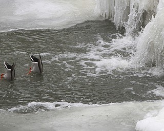 William D Lewis the Vindicator   Recent frigid cold temps left the Lake Glacier dam in in Mill Creek Park covered in a thick coating of ice. A pair of ducks dive for a meal below the dam.