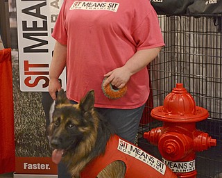 Katie Rickman | The Vindicator.Melisa Simko of Liberty holds the leash of Ekko, a Long-haired Straight Back German Shepherd as a part of the Sit Means Sit demonstration at the Garden Show in Boardman on Feb. 21, 2015.
