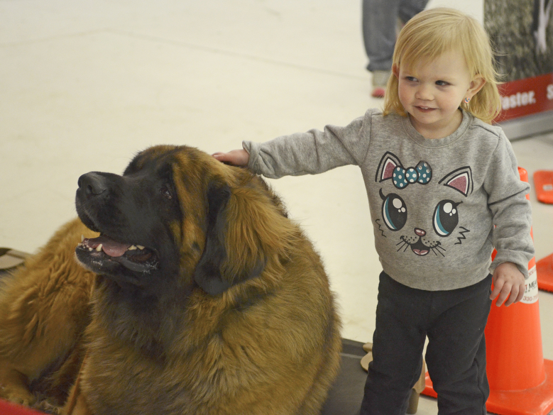 Katie Rickman | The Vindicator.Maryleigh Dziedzic 2 of New Castle pets Loki, a demonstration dog for Sit Means Sit at the Pet Expo at the Eastwood Expo Center in Niles on March 28, 2015.