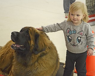 Katie Rickman | The Vindicator.Maryleigh Dziedzic 2 of New Castle pets Loki, a demonstration dog for Sit Means Sit at the Pet Expo at the Eastwood Expo Center in Niles on March 28, 2015.