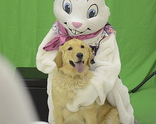 Katie Rickman | The Vindciator. Jack Cready made the trip with his owners from West Middlesex and poses for a portrait with the Easter Bunny at the Pet Expo at the Eastwood Expo Center in Niles on March 28, 2015.