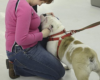 Katie Rickman | The Vindicator.Patty Miller of Niles kneels down to pet a bull dog at the Pet Expo at the Eastwood Expo Center in Niles on March 28, 2015. Miller who has many rescue animals at home enjoyed seeing the pets that came out to the Pet Expo.