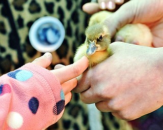 Jeff Lange | The Vindicator  APRIL 4, 2015 - Children pet ducklings and chicks, Saturday afternoon at Mill Creek MetroParks Farm in Canfield.