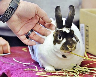 Jeff Lange | The Vindicator  Mortimer, 11 months old  owned by Adele Belgrad of Boardman munches on hay as he receives attention from passersby during Saturday's Easter festivities at Mill Creek MetroParks Farm in Canfield.