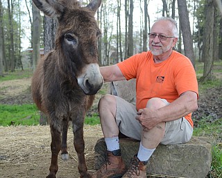 Katie Rickman | The Vindicator.Don Everson sits on a rock inside the enclosed field and pets BJ who is one of the four miniature donkeys at the Everson’s “Hee-Haw Miniature Donkey farm.
