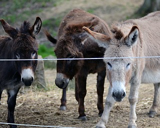 Katie Rickman | The Vindicator.L-R Sheraz, BJ and Muffin can’t help but be curious as the Everson’s walk closer to them.  Alona Everson says that they frequently get excited and bray for attention which is one of the things she adores about them.