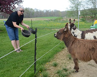 Katie Rickman | The Vindicator.Alona Everson offers a midday treat of pellets to Joy Comes With The Morning and Princess from the outside of their enclosed field.