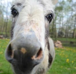 Katie Rickman | The Vindicator.Joy Comes With the Morning, a spotted miniature donkey at “HeeHaw Miniature Donkey Farm” gets up close and personal and curiously sniffs the camera.