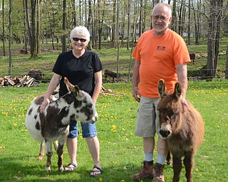Katie Rickman | The Vindicator.Alona and Don Everson stand with two of their miniature donkeys Joy Comes With the Morning and Princess at their farm in Canfield.