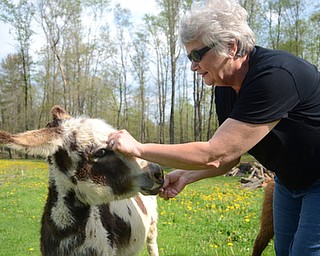 Katie Rickman | The Vindicator.Alona pets Joy Comes With the Morning as she gives her one of her favorite treats which is a peppermint.  Alona says that miniature donkeys are loving and smart she says that they [ her miniature donkeys] make her smile and turn even a bad day into a good one.