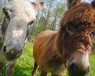 Katie Rickman | The Vindicator.Curiosity gets the best of Joy Comes With the Morning (left) and Princess as they bombard the camera for a sniff.