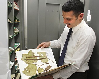        ROBERT K. YOSAY  | THE VINDICATOR..The herbarium at Youngstown State University, featuring a collection of more than 100,000 plant specimens, WAS dedicated in memory of the late Carl F. Chuey, professor of Biology..Nicholas Karousis - Biology Student looks over one of the thousands and thousands of  leaves and plants in the collection