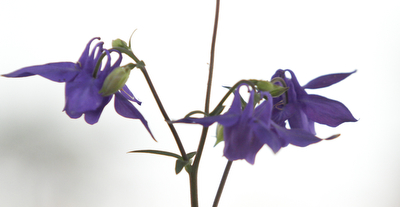 Photo detail