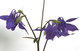        ROBERT K. YOSAY  | THE VINDICATOR. Fellows Riverside Gardens marked  National Public Gardens Day Friday with a plant sale, in the garden a new event every friday for childen Family Fun Fridays and of course seeing the gardens which are in full spring bloom..