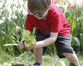        ROBERT K. YOSAY  | THE VINDICATOR.Hayden Johnston 5, of austintown  digs a place for a lettuce planting... helping him was  Linda BIggs - a volunteer at the garden.. Fellows Riverside Gardens marked  National Public Gardens Day Friday with a plant sale, in the garden a new event every friday for childen Family Fun Fridays and of course seeing the gardens which are in full spring bloom..
