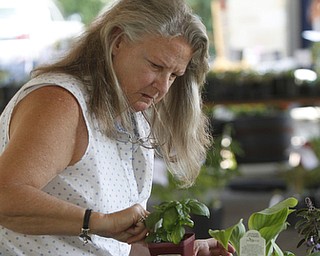        ROBERT K. YOSAY  | THE VINDICATOR..checking out her latest selection is  Mary Ann Karas of Austintown - the sale from the plants is used to keep the gardens in flowers and supplies.. Fellows Riverside Gardens marked  National Public Gardens Day Friday with a plant sale, in the garden a new event every friday for childen Family Fun Fridays and of course seeing the gardens which are in full spring bloom..