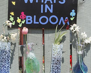        ROBERT K. YOSAY  | THE VINDICATOR... Fellows Riverside Gardens marked  National Public Gardens Day Friday with a plant sale, in the garden a new event every friday for childen Family Fun Fridays and of course seeing the gardens which are in full spring bloom..