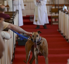 Katie Rickman | The Vindicator.Rydell a 5-year-old Red Brindle Greyhound stands in the aisle as his owner John Gilley of Boardman pets him at the annual Animal Blessing at St. James the Episcopal Church in Boardman on Sunday May 10, 2015.